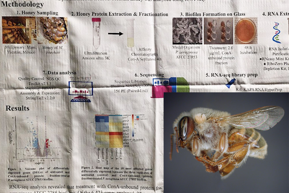 Obrázek Analyse der Wirkungen von Honig stachelloser Bienen