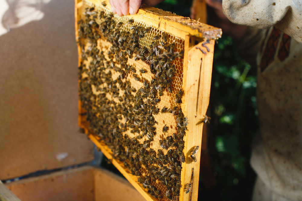 Obrázek Die Bedeutung eines gesunden Bienenvolks