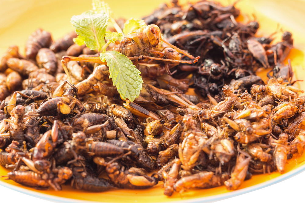 Obrázek Insekten in Lebensmitteln