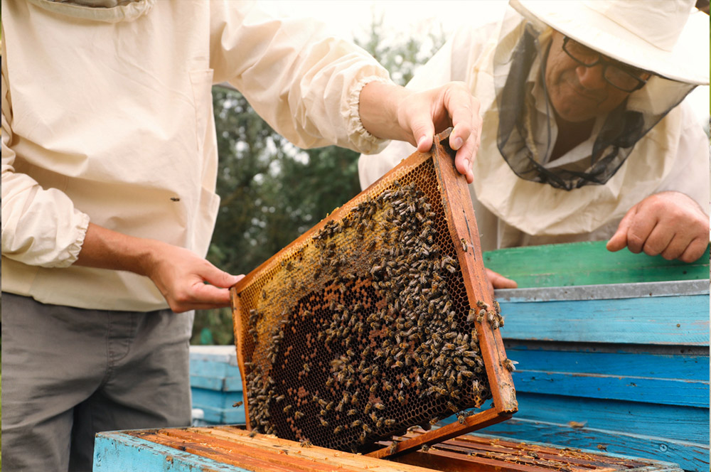 Obrázek Umweiselung, Septemberpflege der Bienenvölker