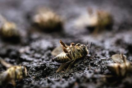 Obrázek Bienenkrankheiten vor Beginn der neuen Imkersaison