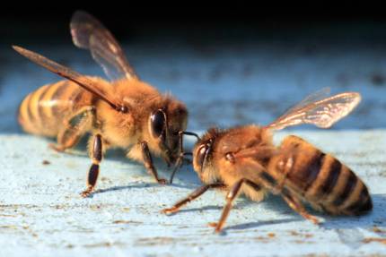Obrázek Wie nehmen Bienen Informationen auf?