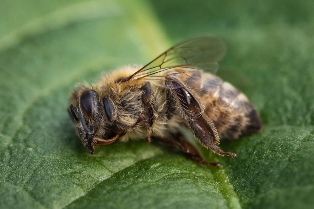 Obrázek Die Lebenserwartung von Arbeitsbienen nimmt ab