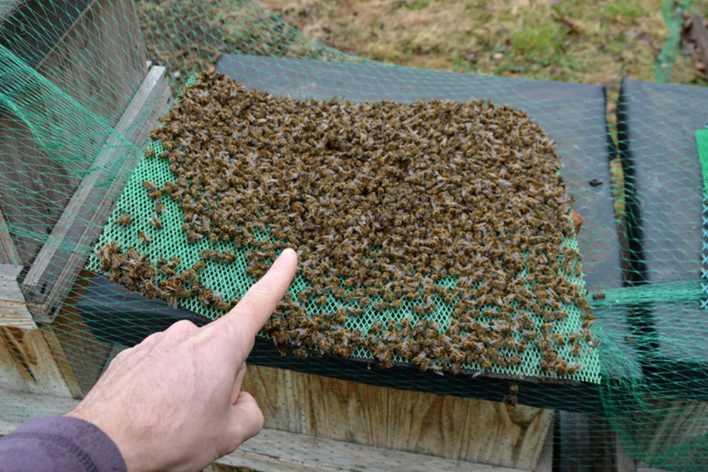 Obrázek Völkerverluste bei Bienen: Ursachen und Folgen