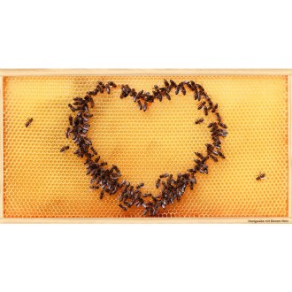SIPA Postkarte Bienen-Herz