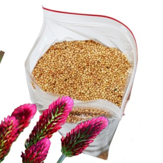 Inkarnierter Klee Samen für Bienen 0,5 kg