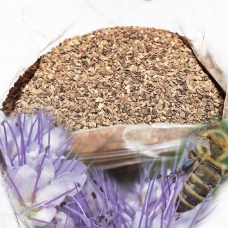 Phacelia tanacetifolia Samen für Bienen 1kg